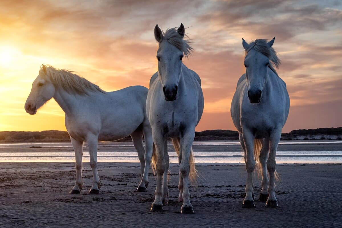 28/04/2019: Trois chevaux blancs Camarguais en liberté sur la plage vers Les Saintes maries de la mer en France