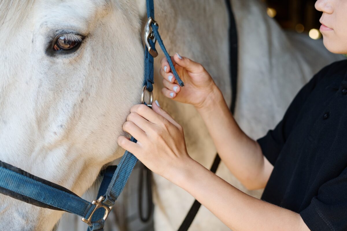 Ajustement du licou d'un cheval blanc dans une écurie