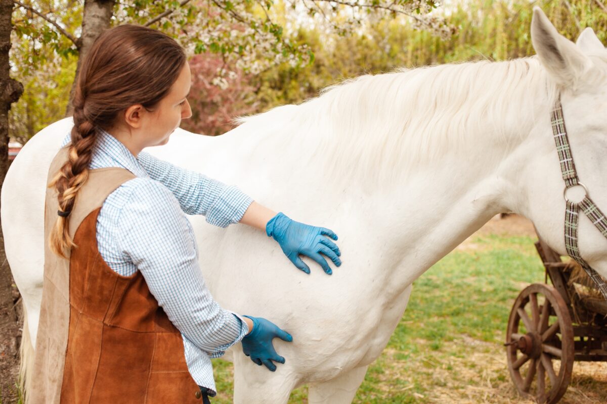amour, soins aux animaux, nature, printemps