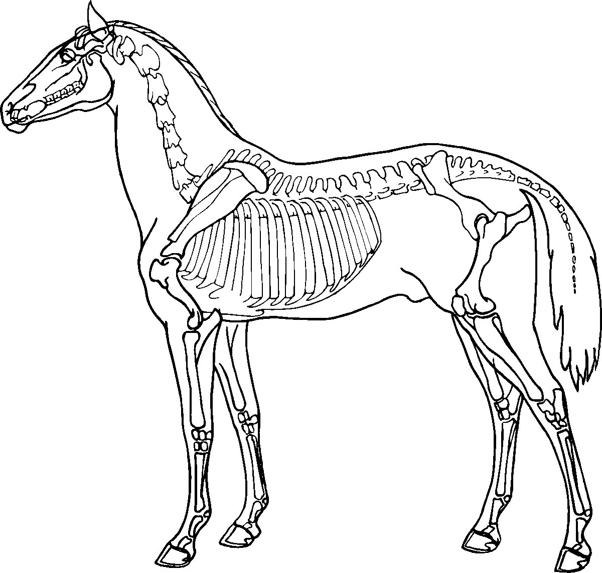 Anatomie du cheval