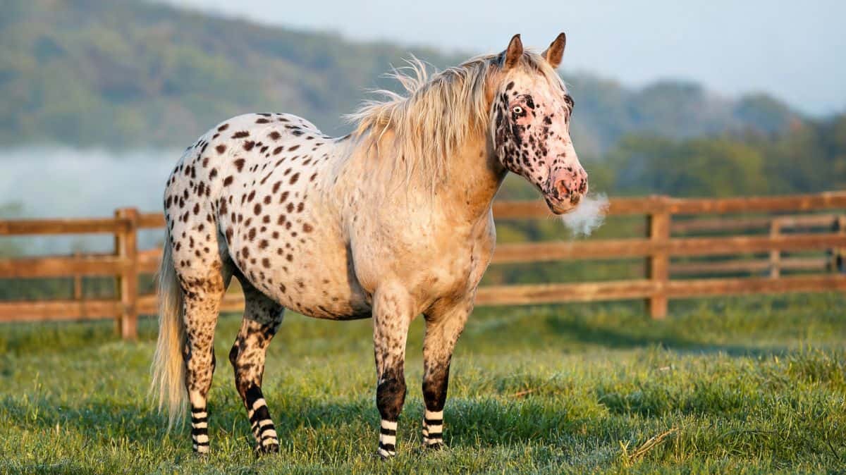 Appaloosa : race ou robe ? Le guide complet du cheval tacheté