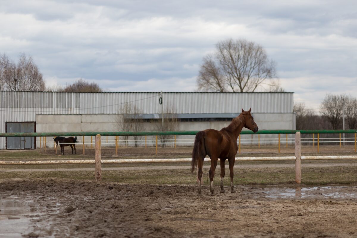 Beau cheval brun dans un paddock par un temps nuageux de printemps