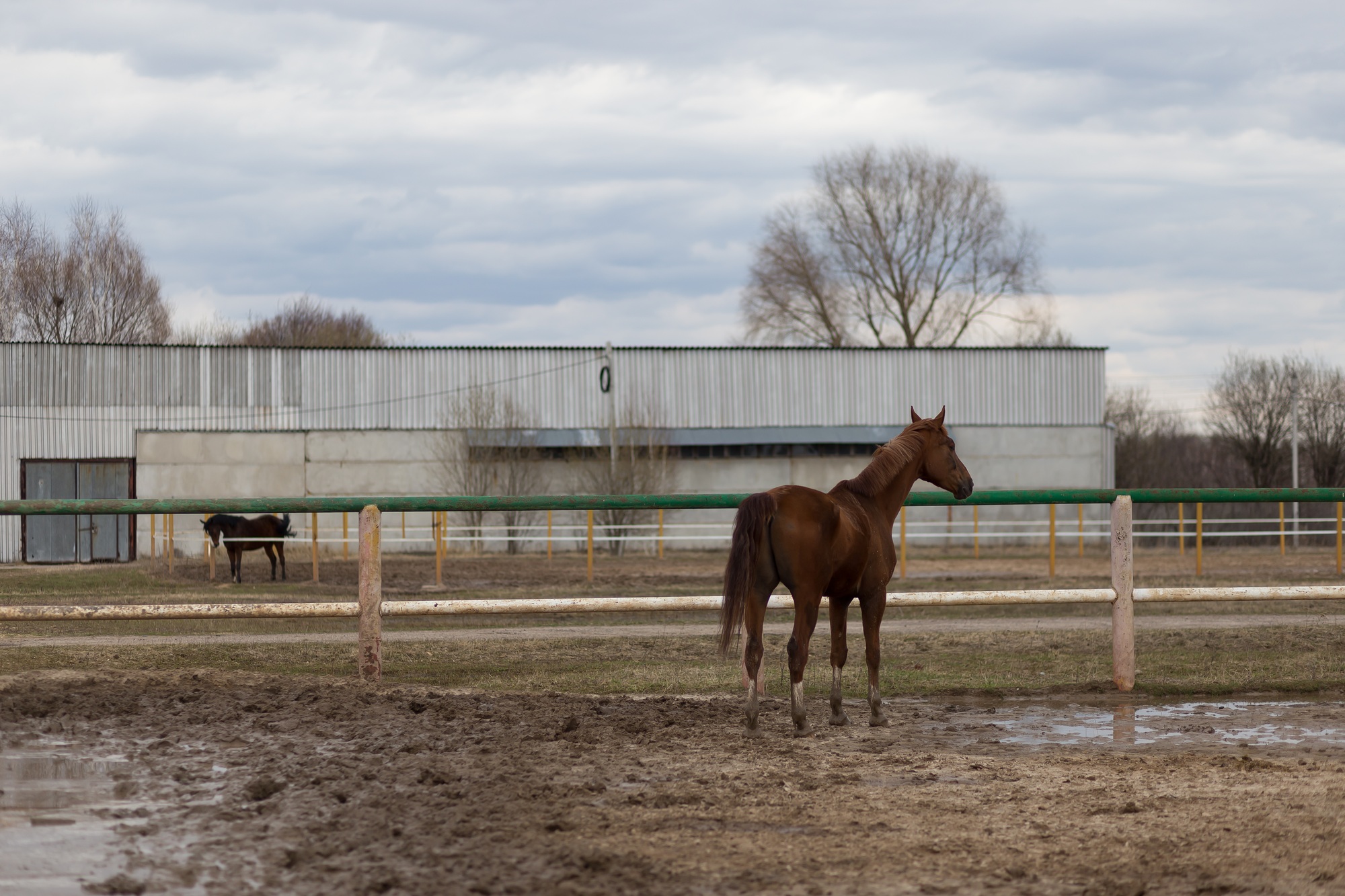 Beau cheval brun dans un paddock par un temps nuageux de printemps