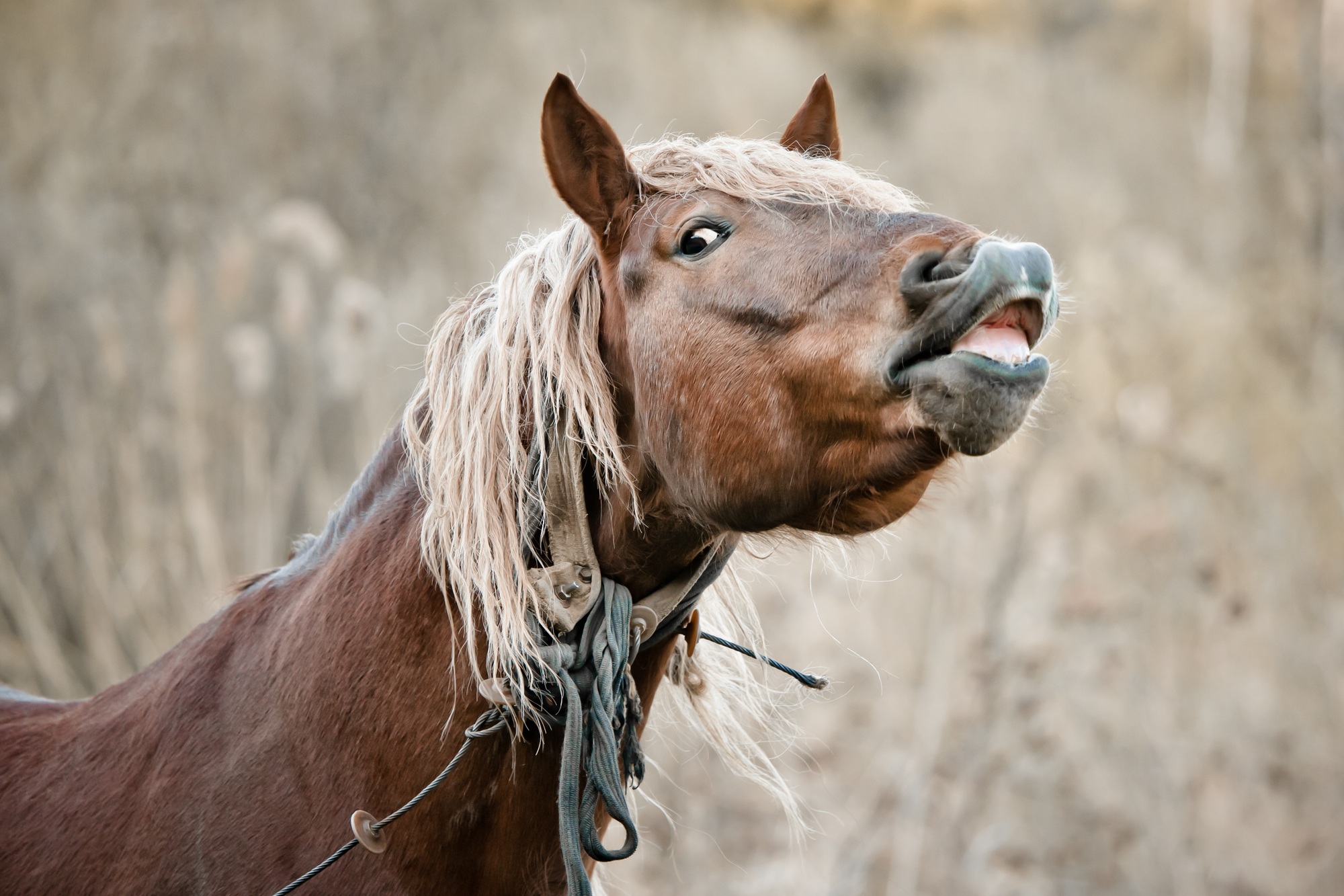 beau cheval