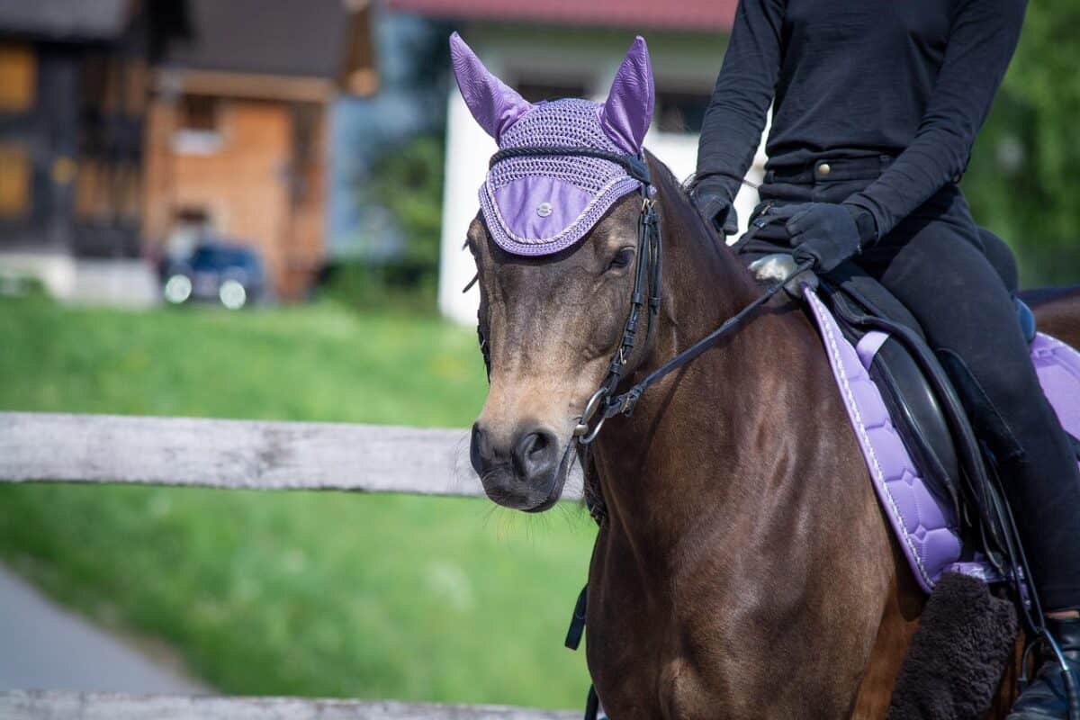 Bonnet cheval