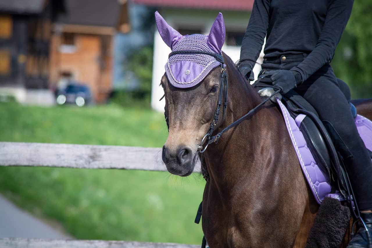 Bonnet cheval