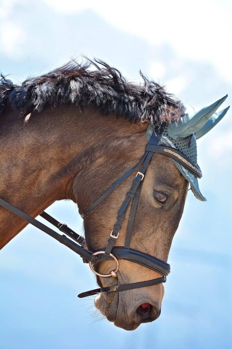 Bonnet pour cheval
