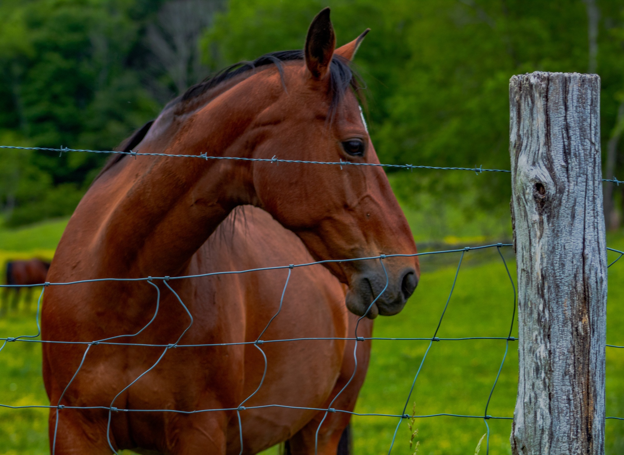 Cheval à la clôture