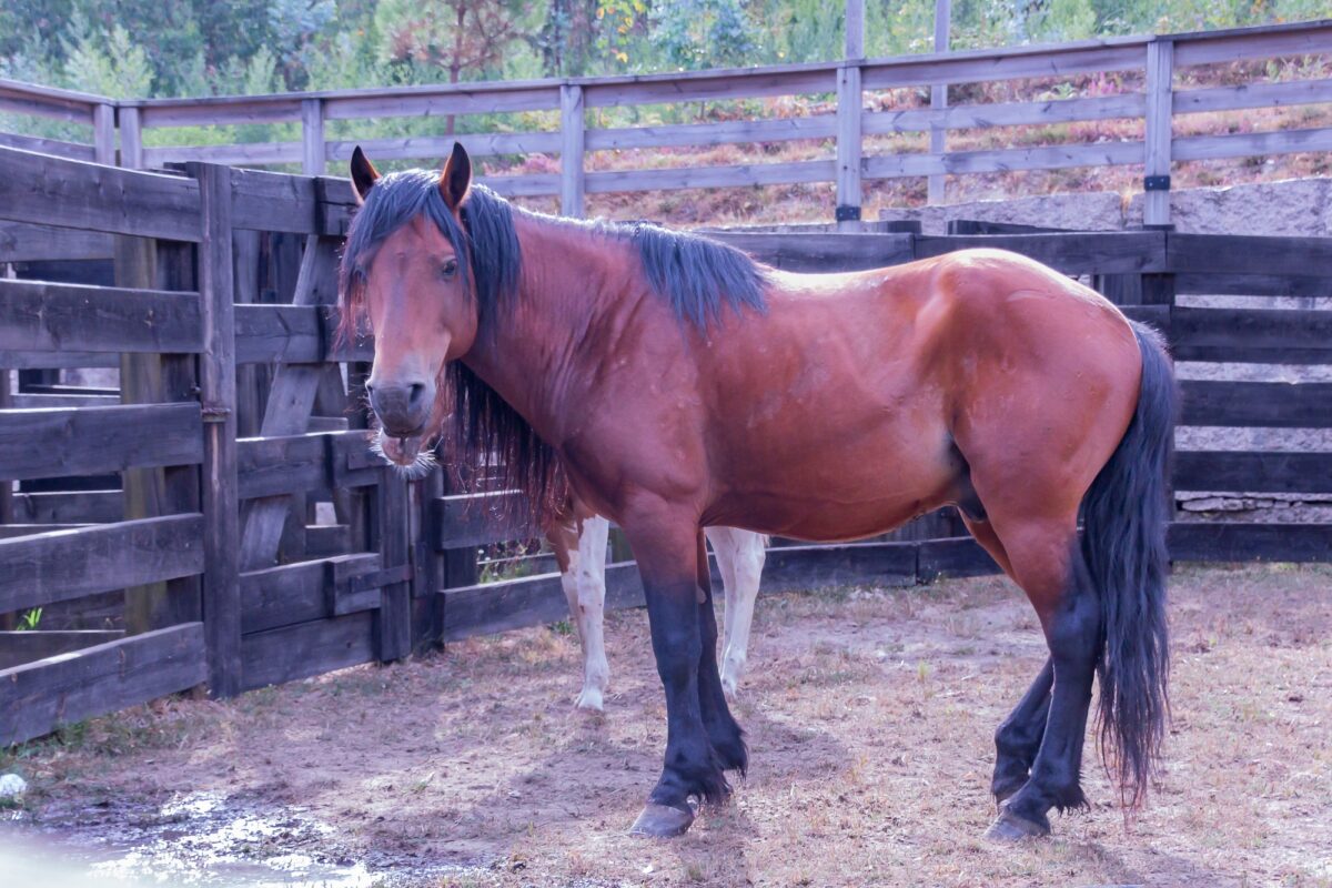 Cheval brun sauvage dans une ferme pour la vermifugation à Pontevedra, Galice