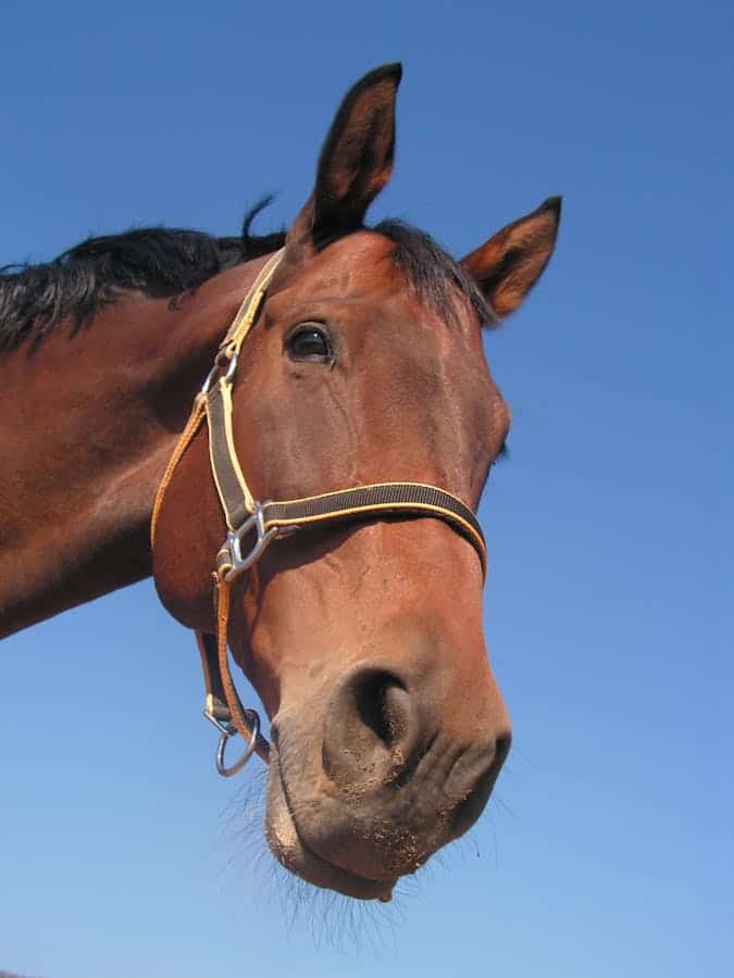 Photo by Pixabay Gros plan d'un cheval brun avec un licol, sur fond de ciel bleu clair.