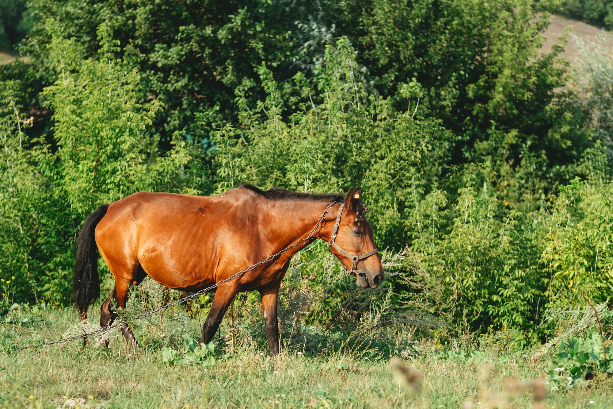 cheval enceinte dans un champ vert mangeant de l'herbe