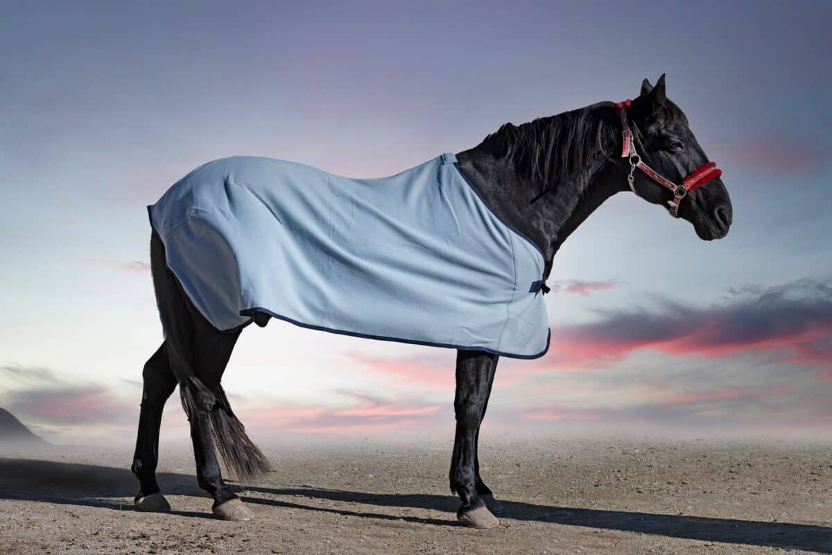 cheval et couverture