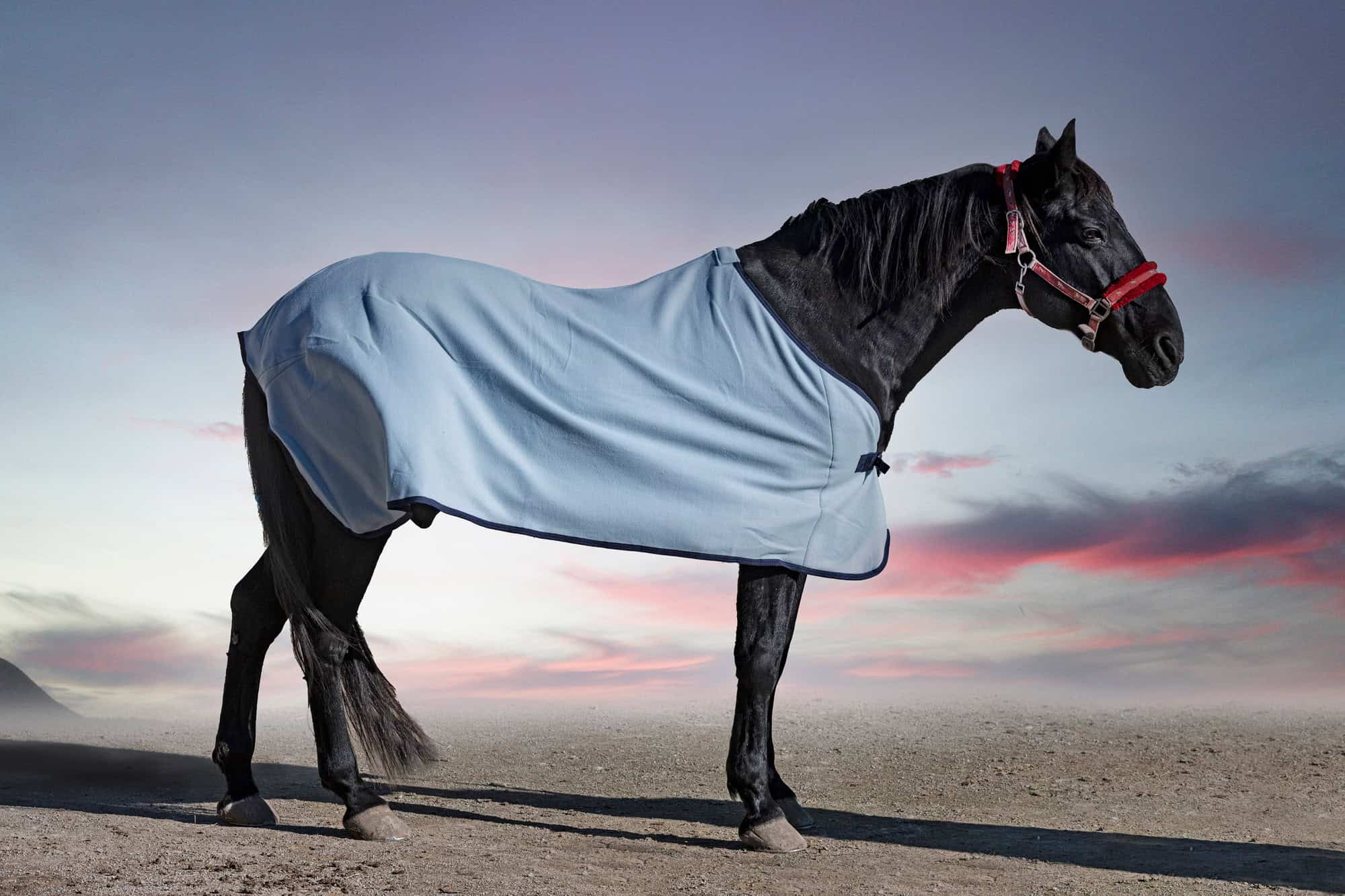 cheval et couverture