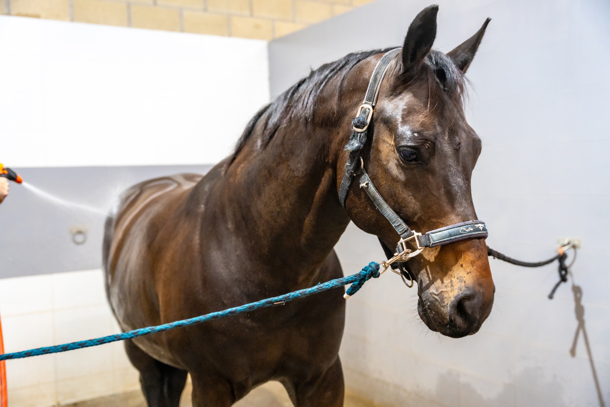 Cheval recevant une douche dans un centre de rééducation