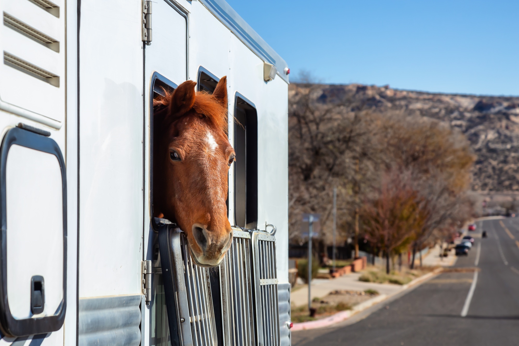 Cheval regardant par la fenêtre lors d'une journée ensoleillée