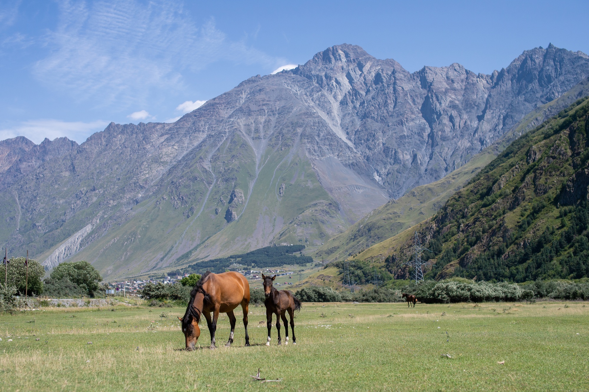 Chevaux broutant sur une pelouse près de hautes montagnes