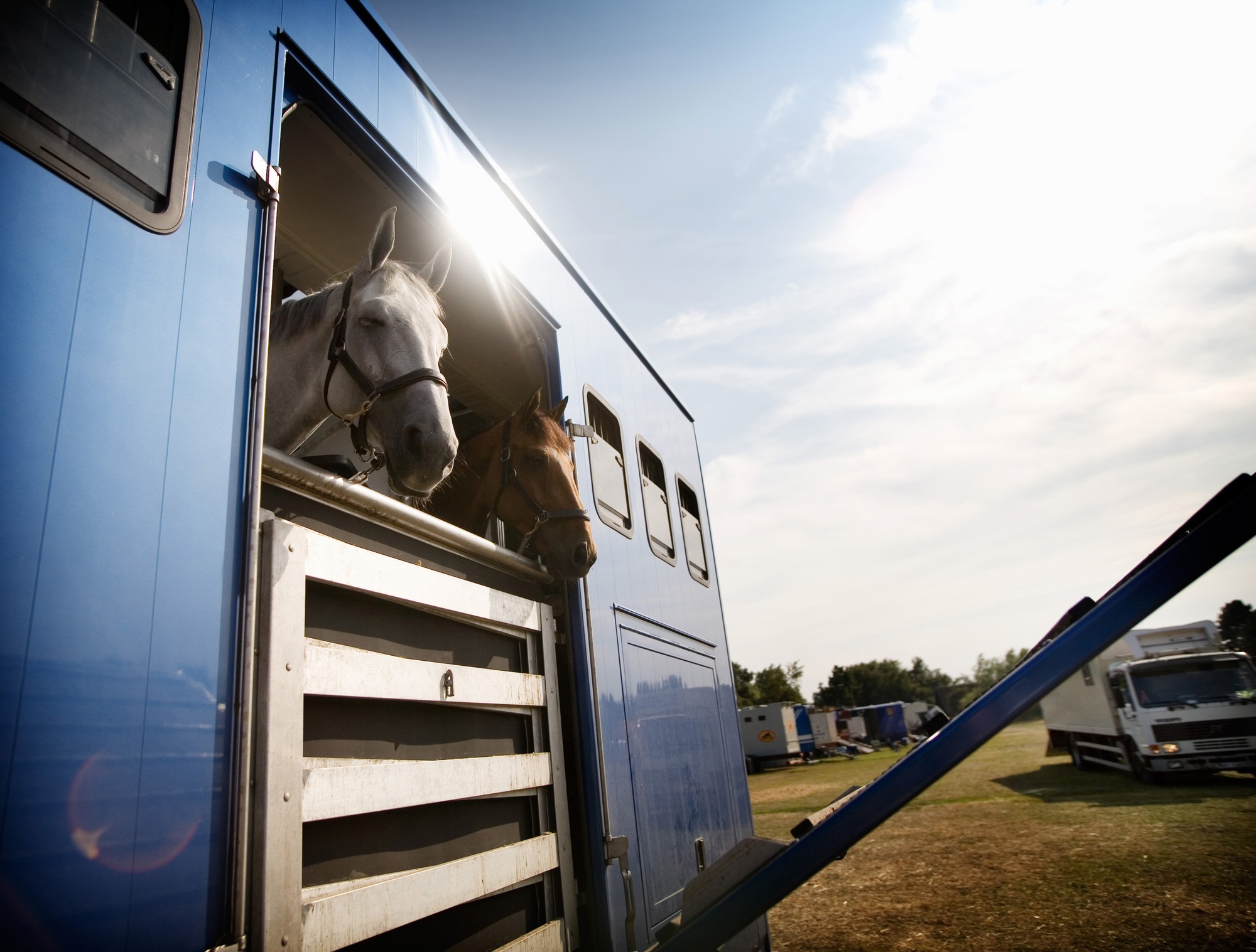 Chevaux dans une remorque sur le terrain