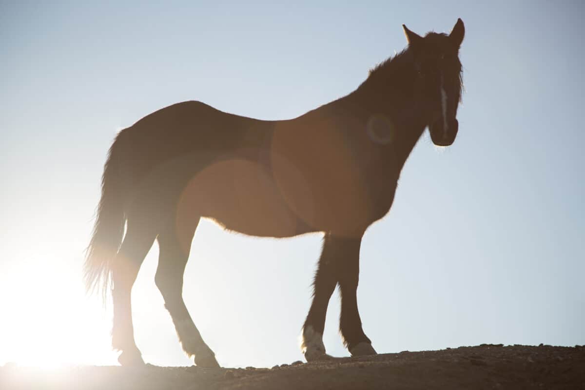 Espérance de vie du cheval : guide complet par race et facteurs