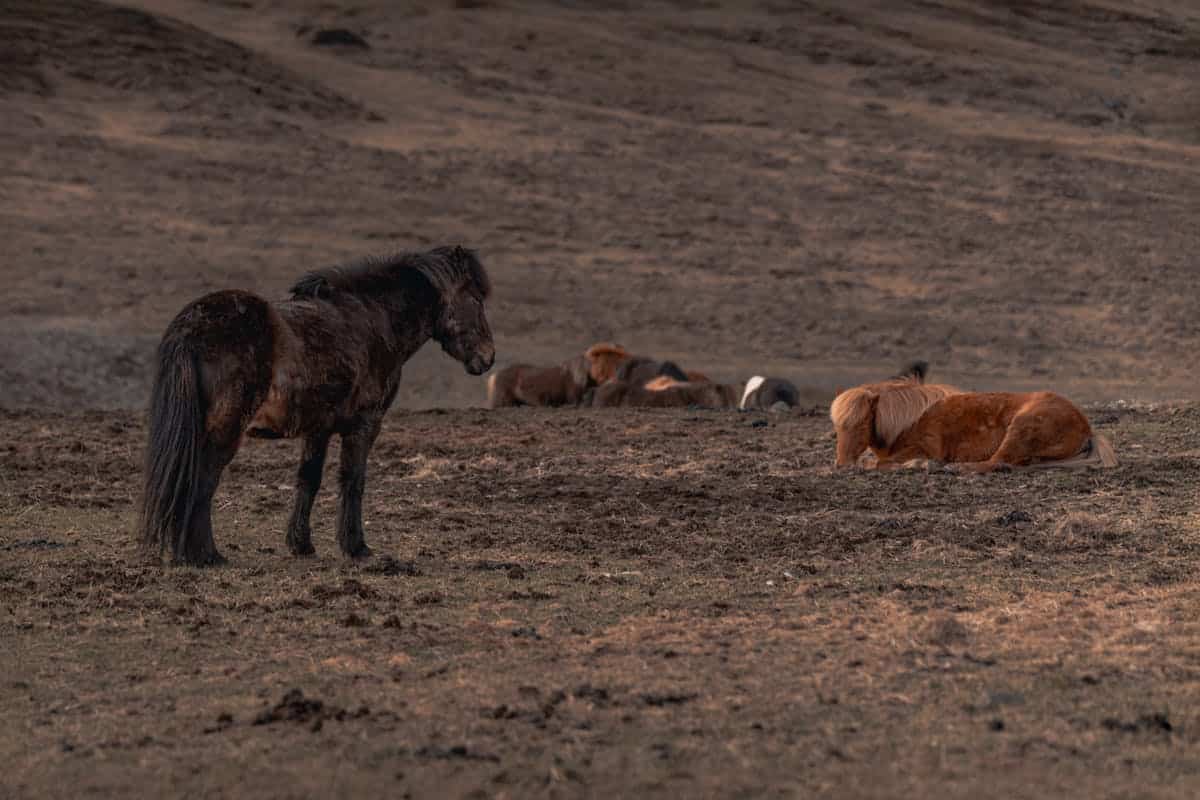 comment dorment les chevaux