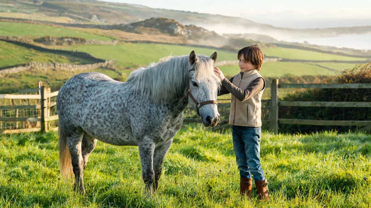 Connemara : standard, caractère, santé et prix du poney irlandais