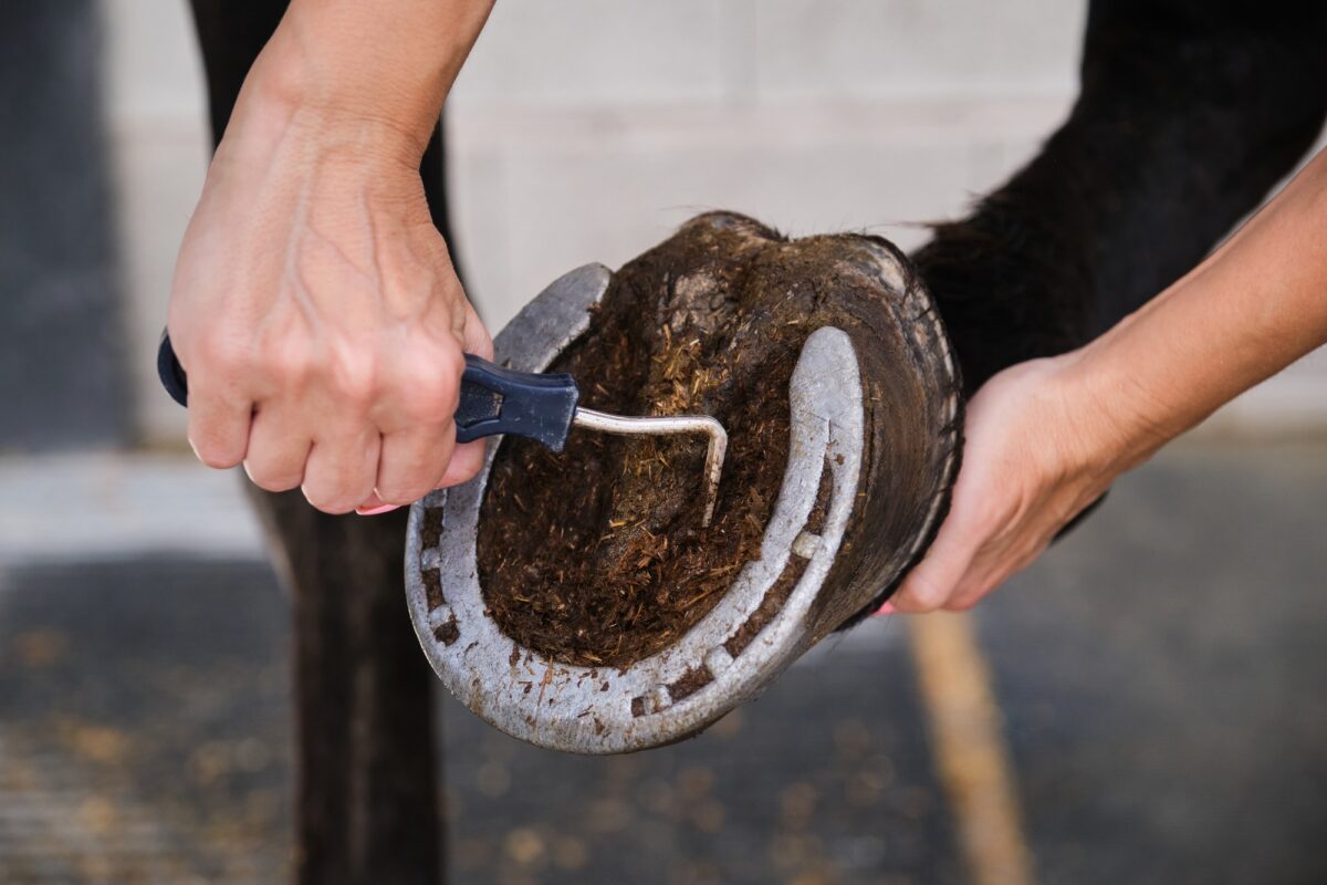 Détail des mains d'un propriétaire de cheval nettoyant le sabot du cheval à l'aide d'un cure-dent.
