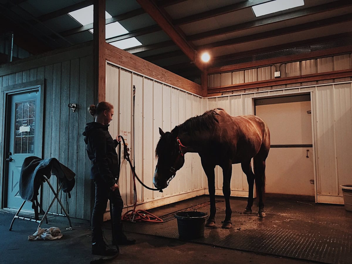 douche cheval