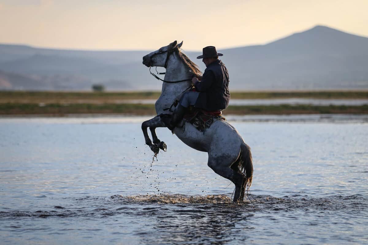 Elevage de chevaux dans l'eau Kayseri Turquie
