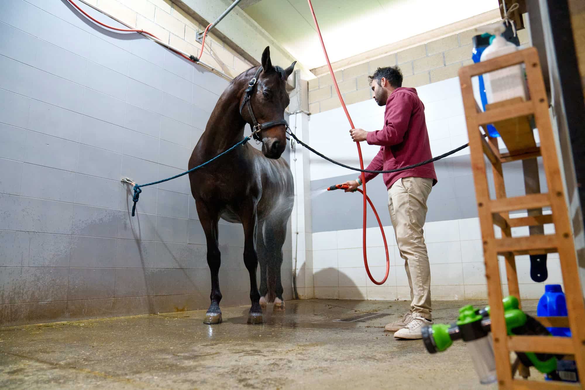 Équipier douchant son cheval dans la baie de lavage du box