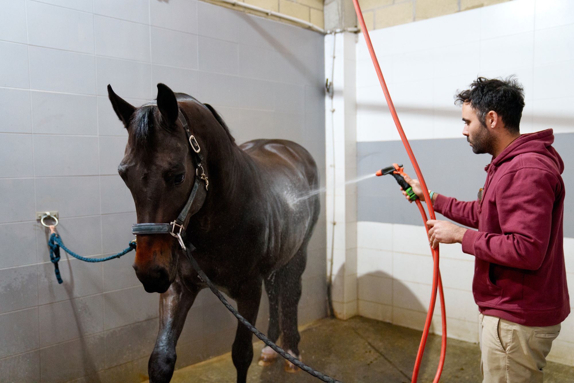 Équipier douchant son cheval dans la baie de lavage du box