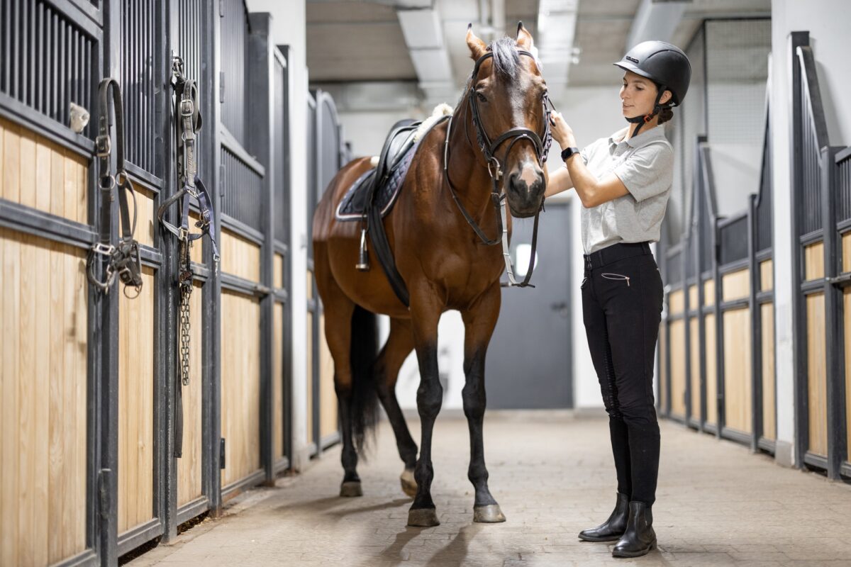 Femme cavalier avec un cheval de race Thoroughbred dans une écurie