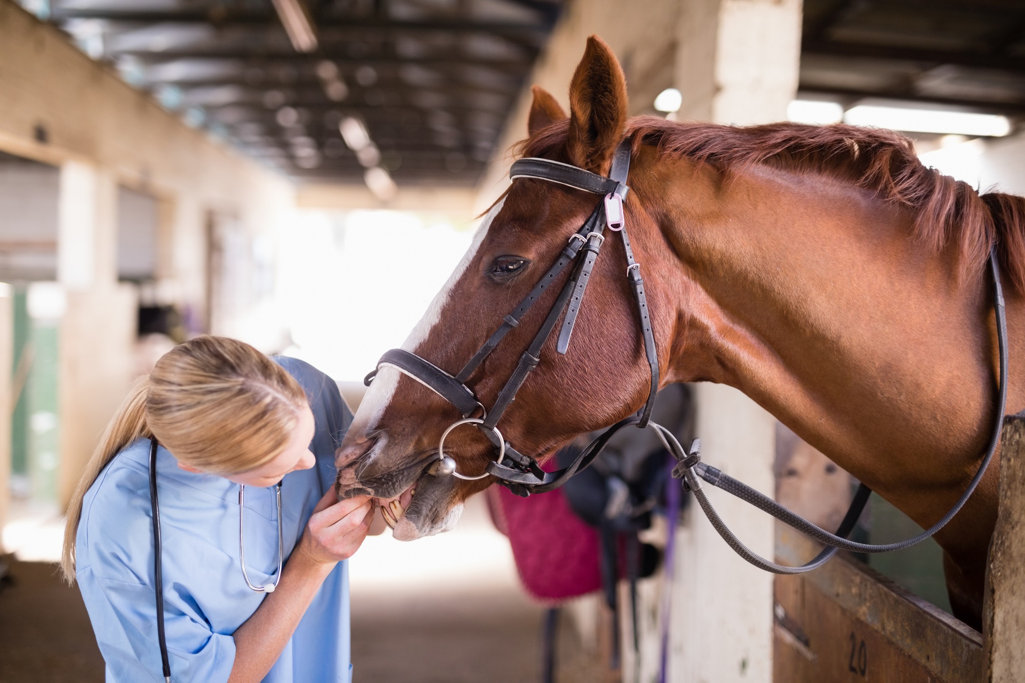 Femme vétérinaire examinant les dents d'un cheval