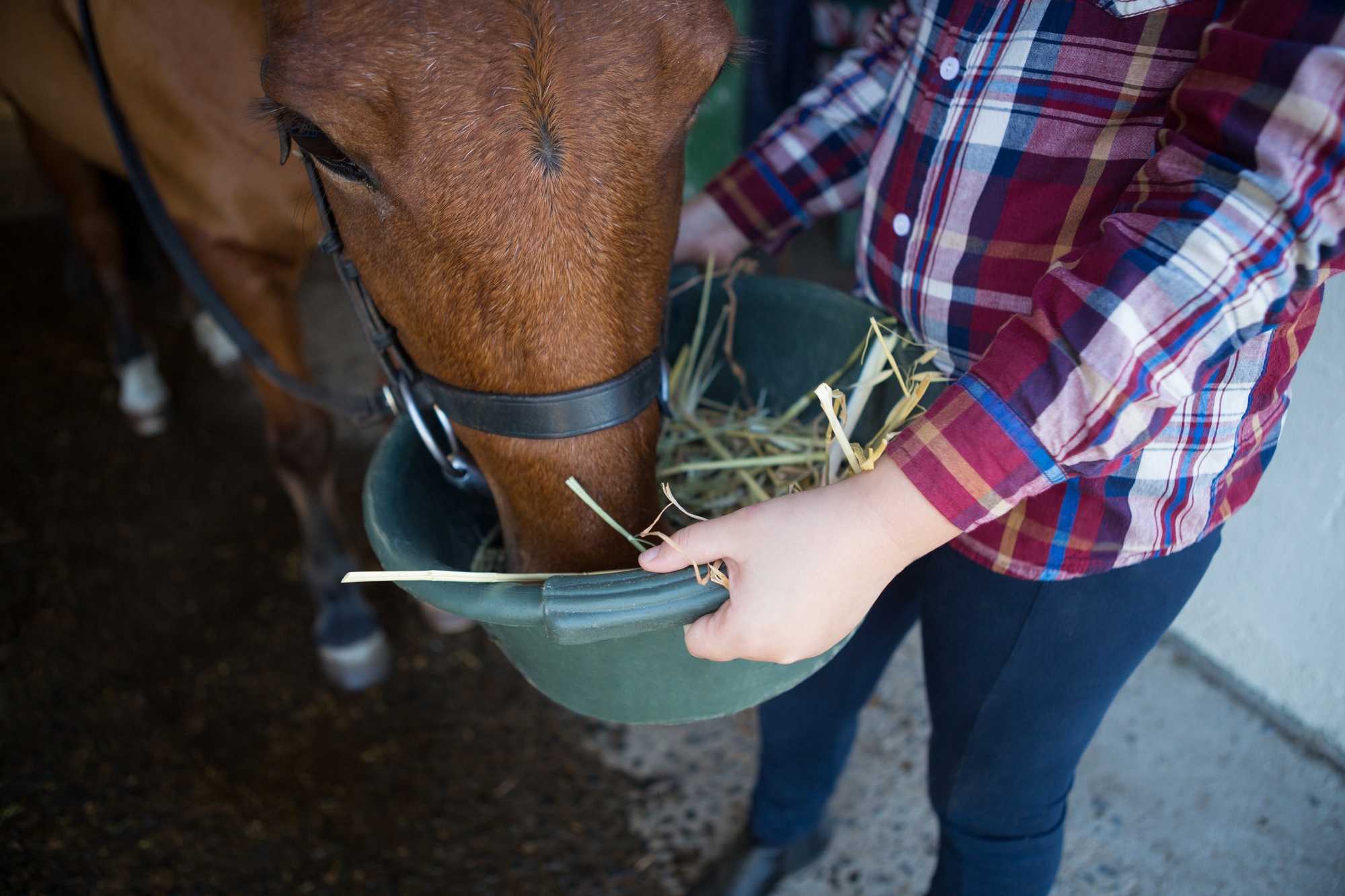 Fille nourrissant le cheval dans l'écurie