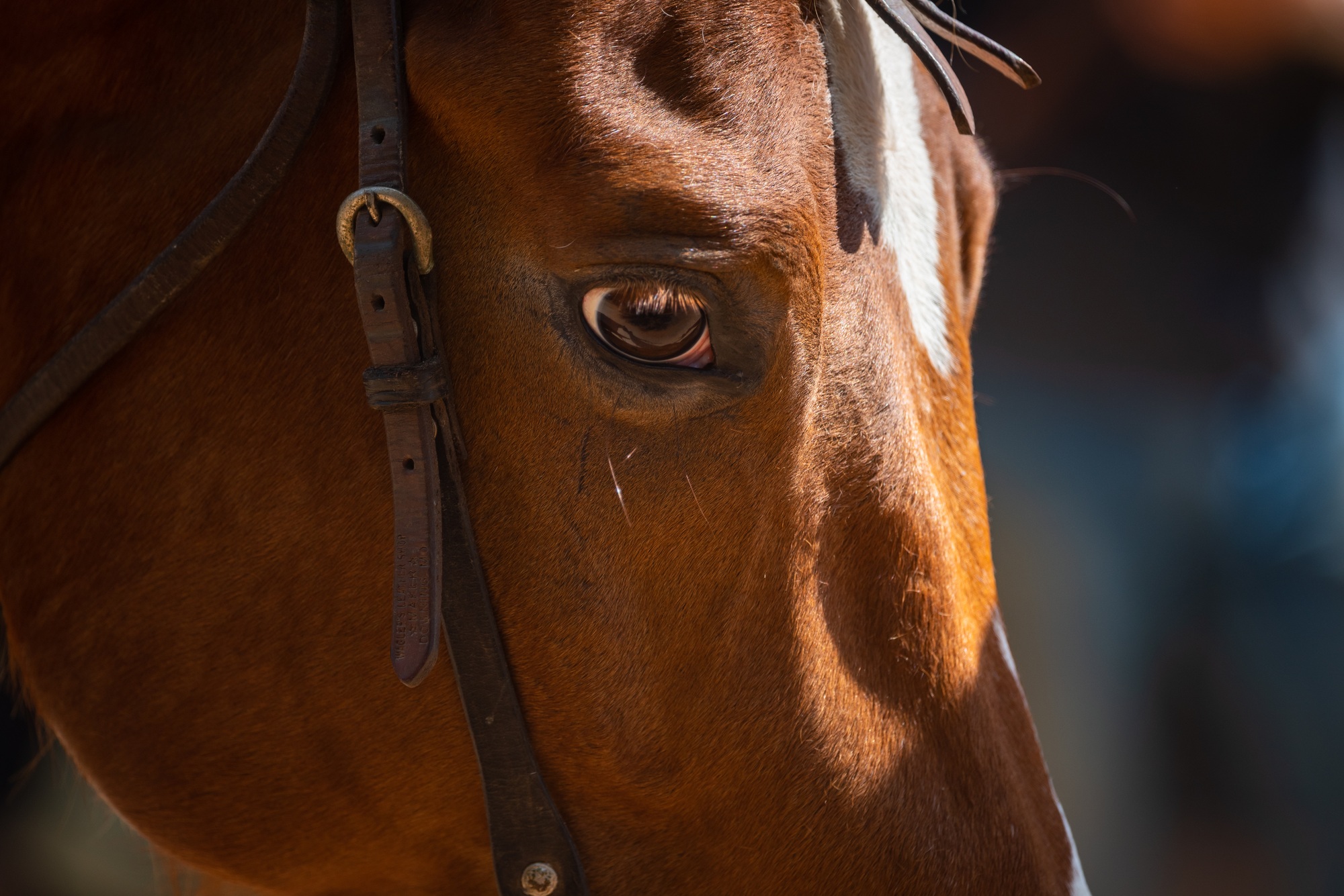 gros plan tête de cheval yeux bruns portrait, mammifère animal avec écurie vivant à la ferme gros plan tête de cheval yeux bruns portrait, mammifère animal avec écurie vivant à la ferme