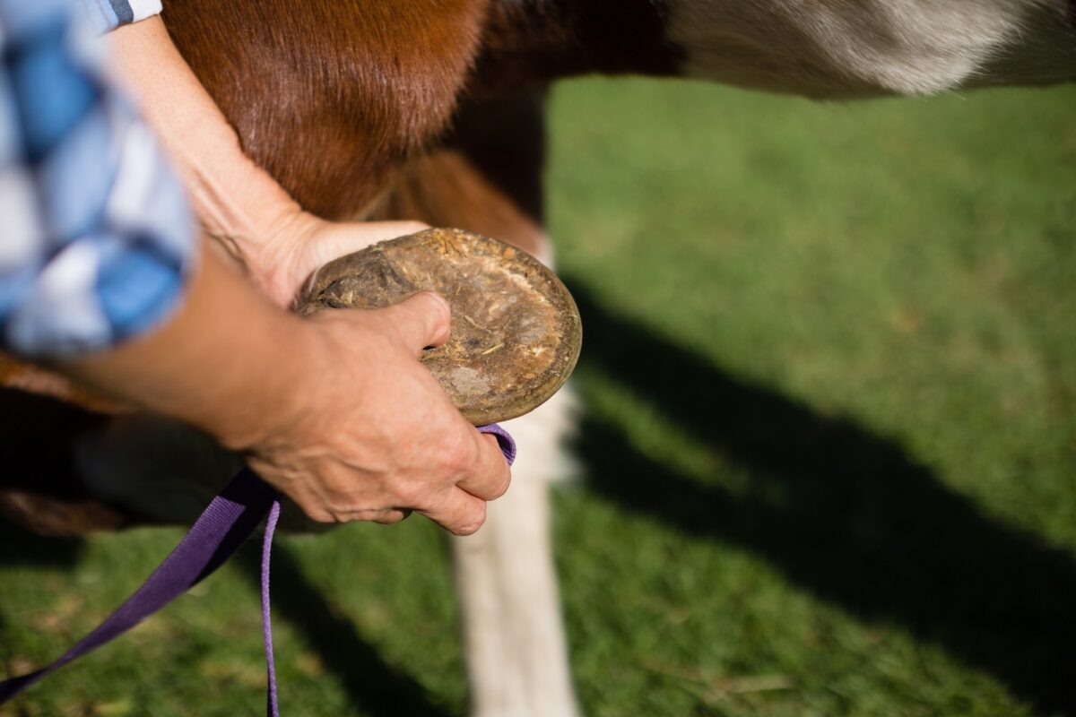 Homme nettoyant le sabot d'un cheval
