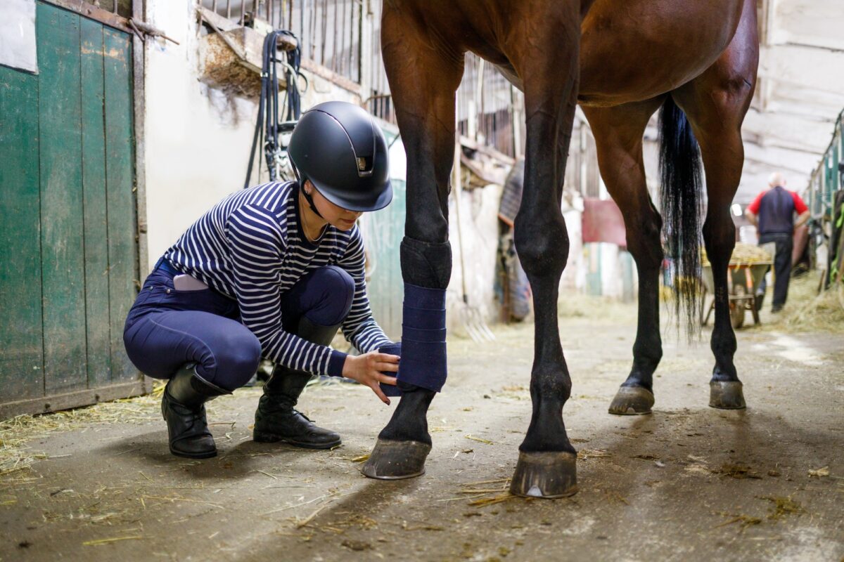 Jeune cavalière bandant les jambes de son cheval avant l'entraînement