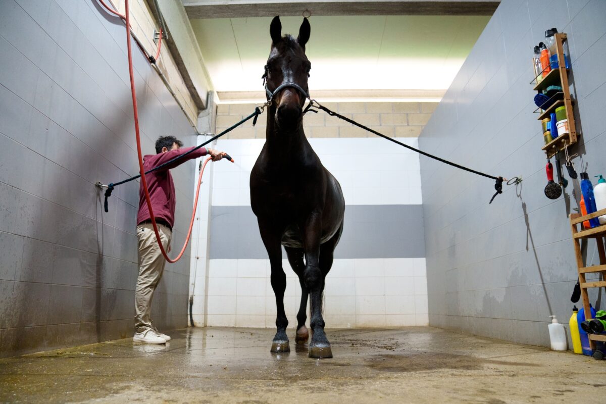 Lavage des chevaux dans un centre équestre