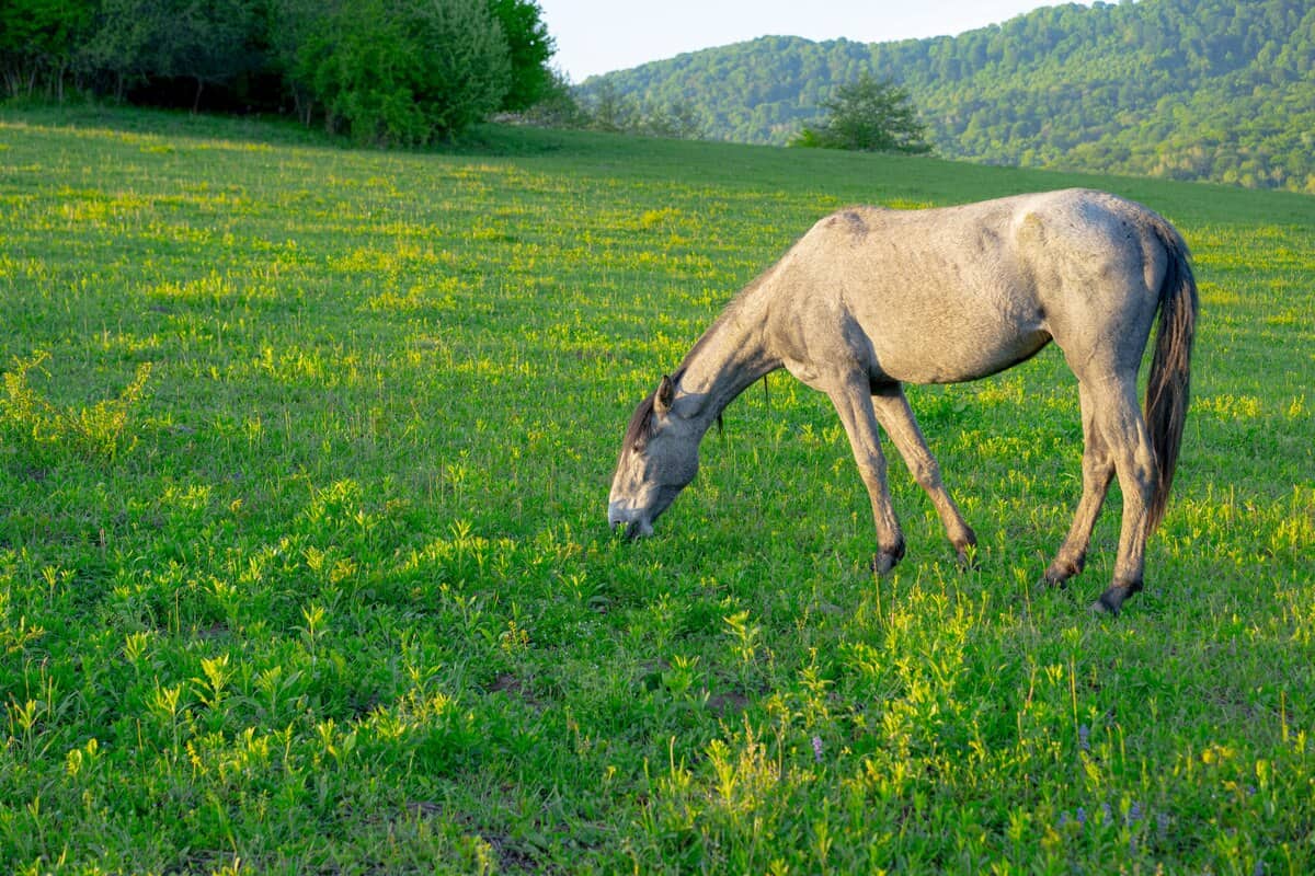 Les chevaux paissent dans les montagnes en été