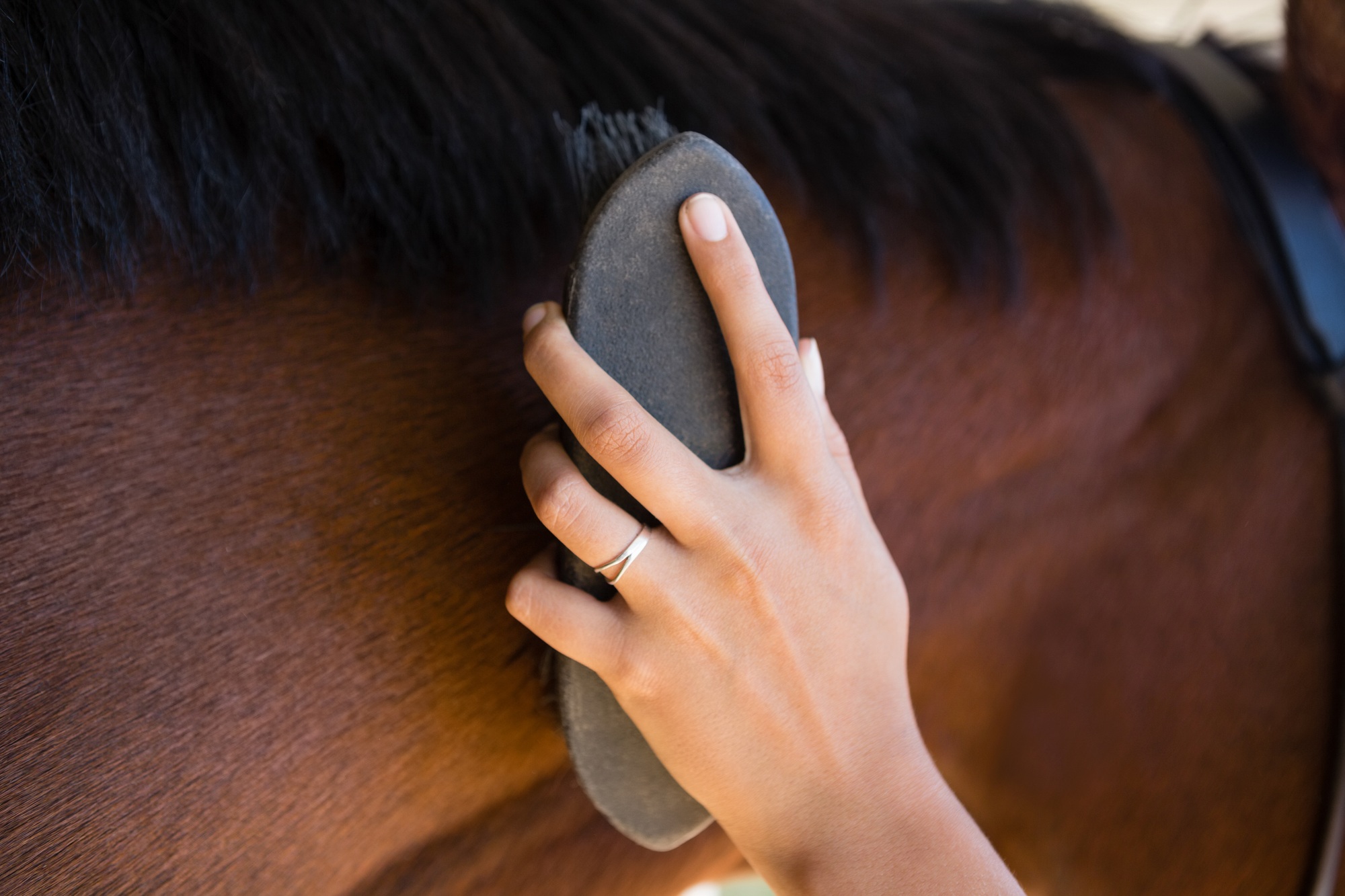 Main de femme brossant la crinière d'un cheval