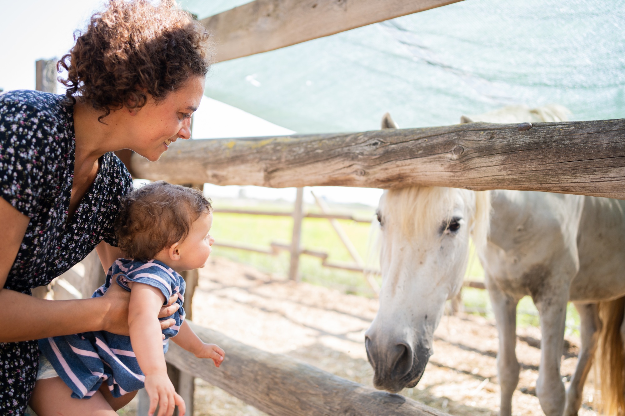 Mère et enfant regardant un cheval blanc à travers les clôtures d'une écurie en plein air