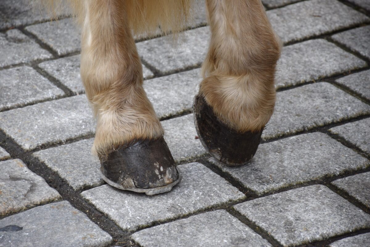 Pattes et sabots de chevaux sur un sol en béton