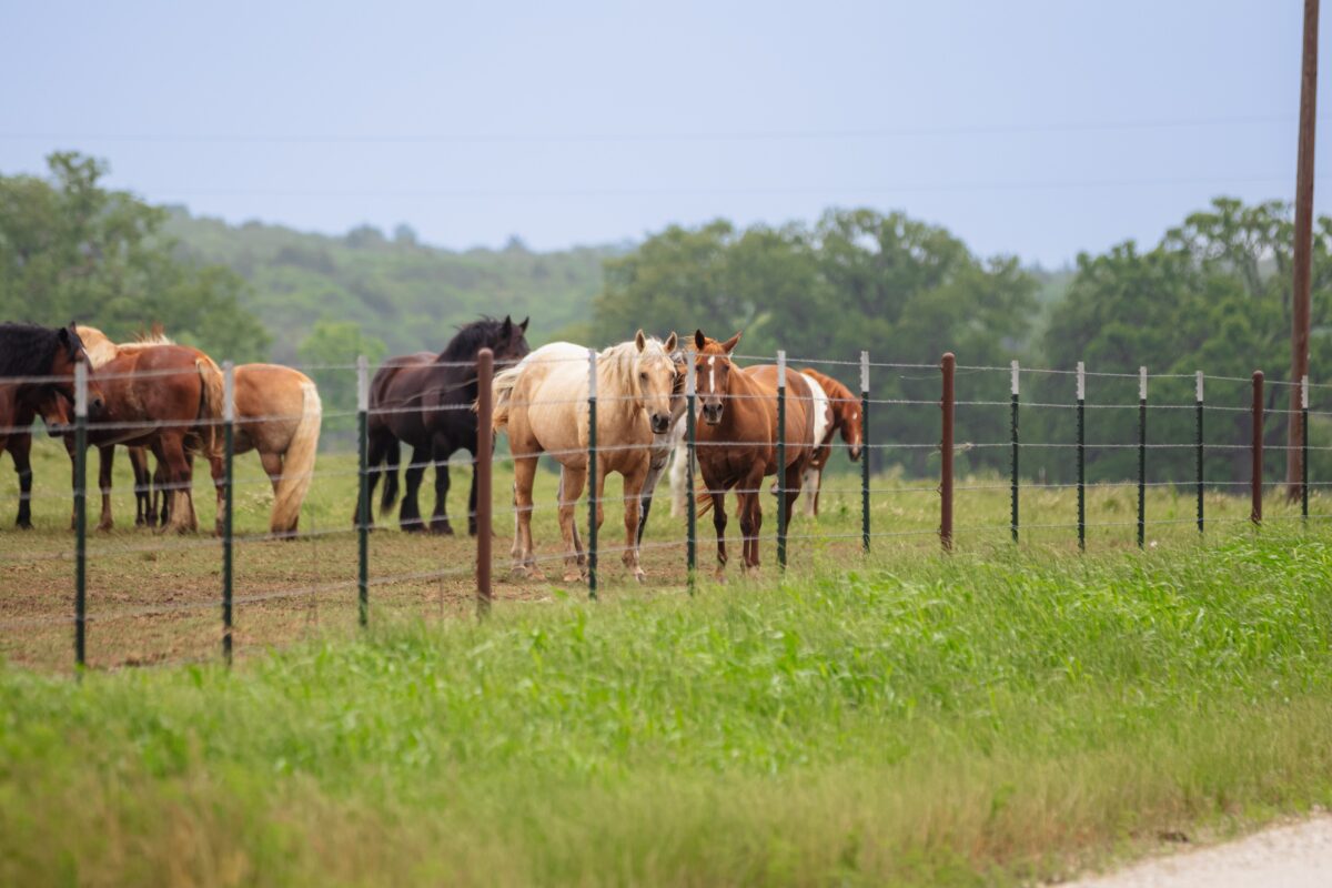 plusieurs chevaux se tenant l'un à côté de l'autre derrière une clôture et regardant vers le bas