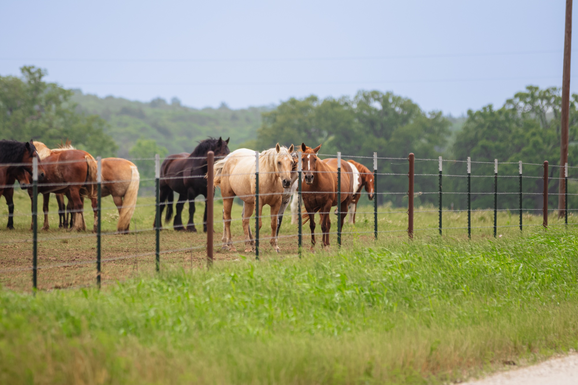 plusieurs chevaux se tenant l'un à côté de l'autre derrière une clôture et regardant vers le bas