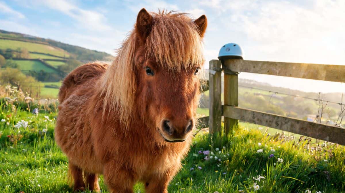 Poney Shetland : race, caractère, prix et différences clés