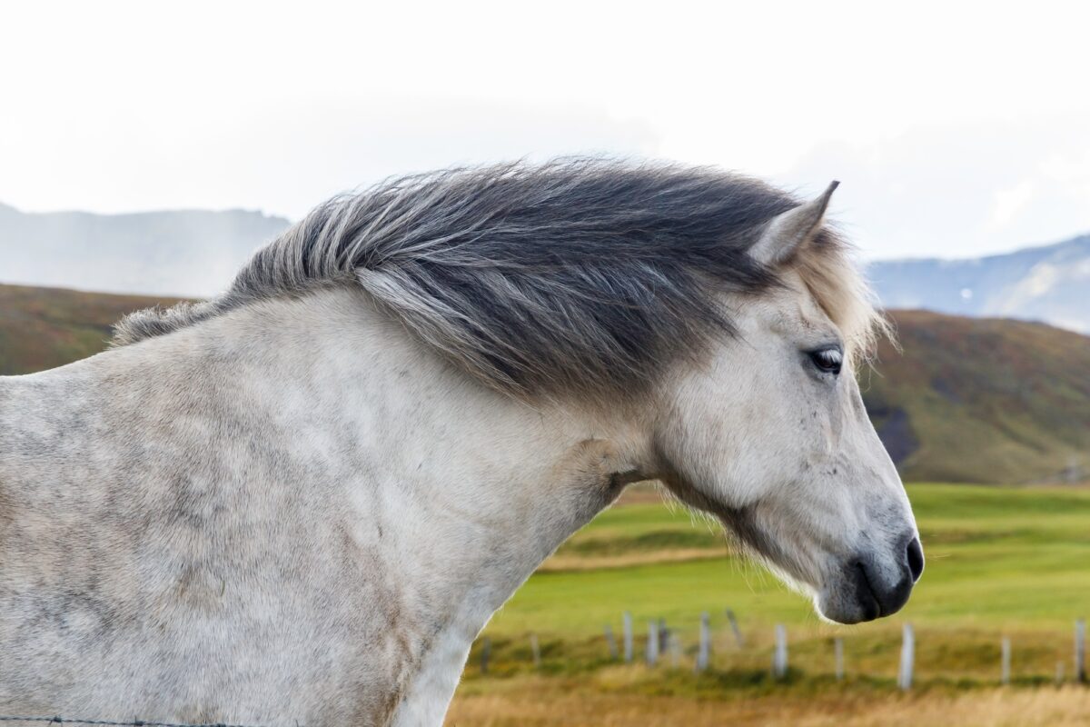Portrait d'un cheval islandais gris à crinière grise dans la campagne, rustique, de la taille d'un poney
