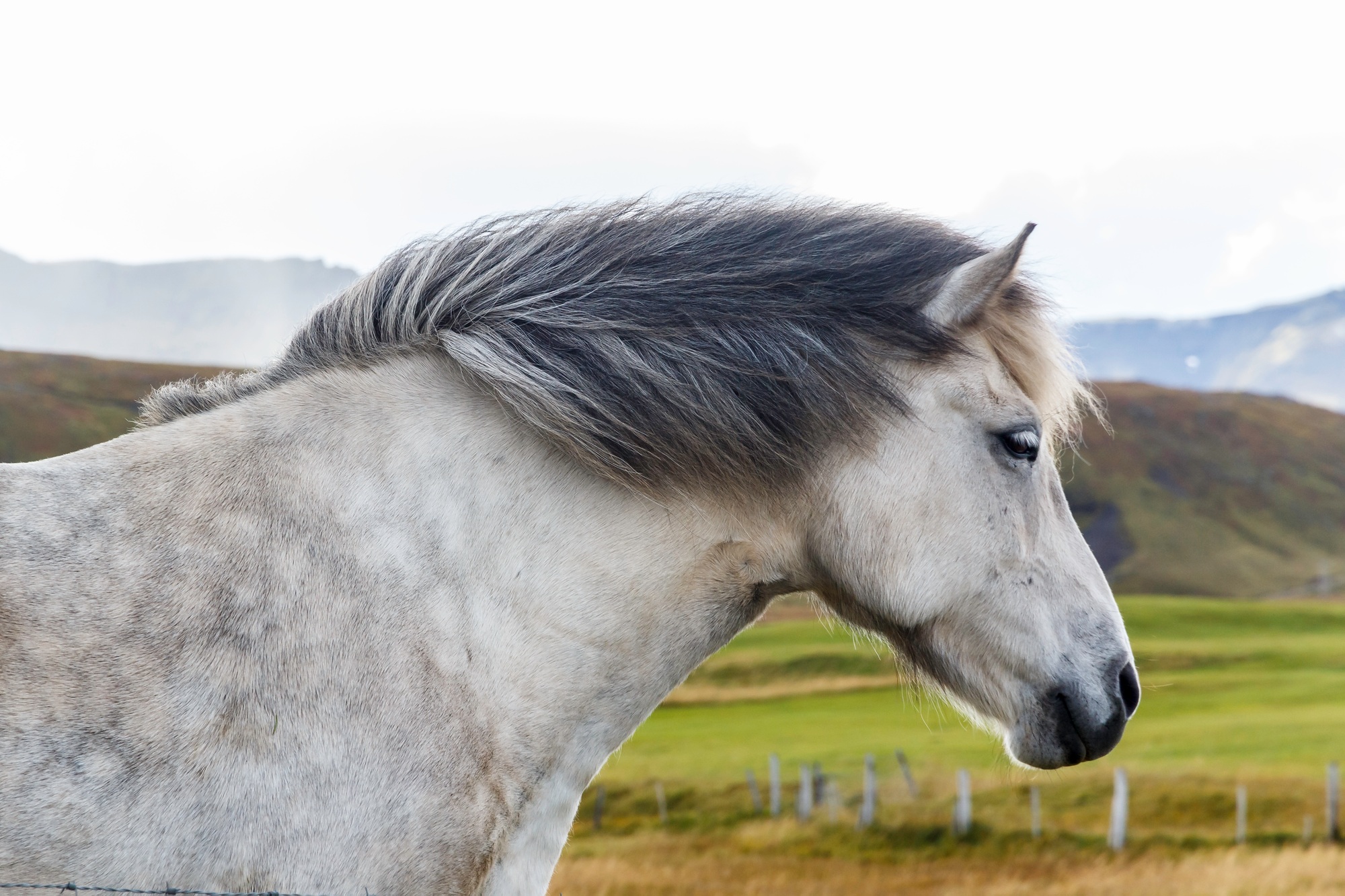 Portrait d'un cheval islandais gris à crinière grise dans la campagne, rustique, de la taille d'un poney