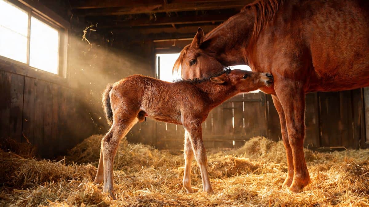 Quelle est la règle 1-2-3 pour les chevaux ?