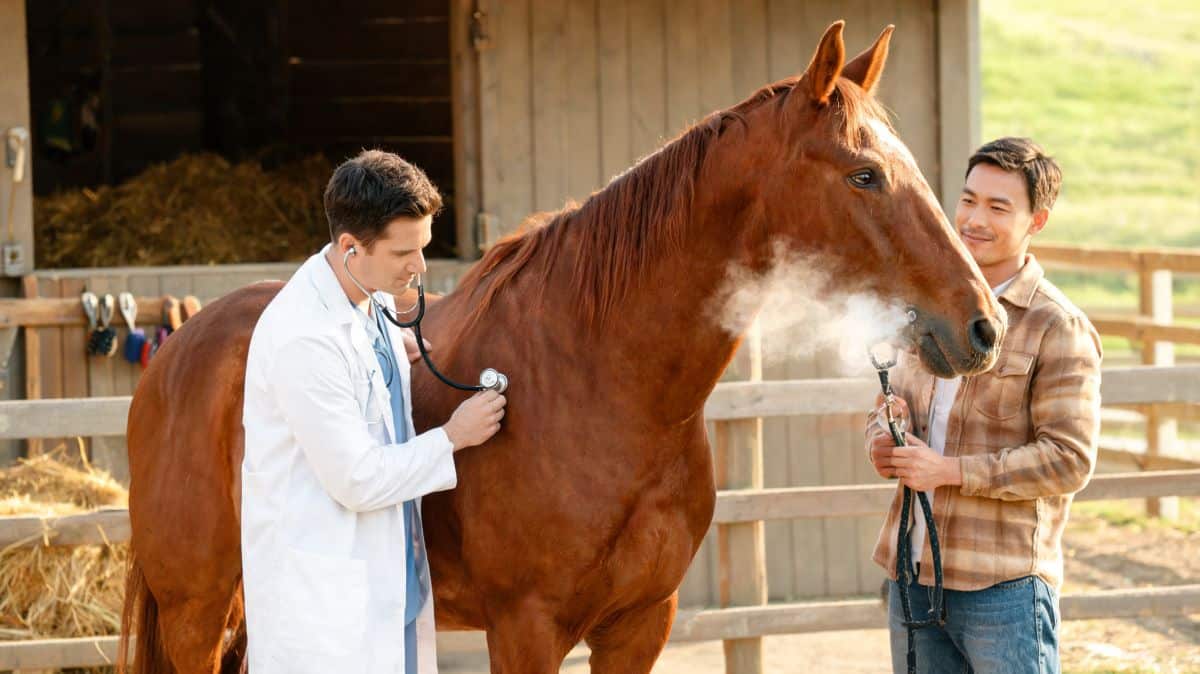 Quels sont les problèmes de santé courants chez les chevaux ?