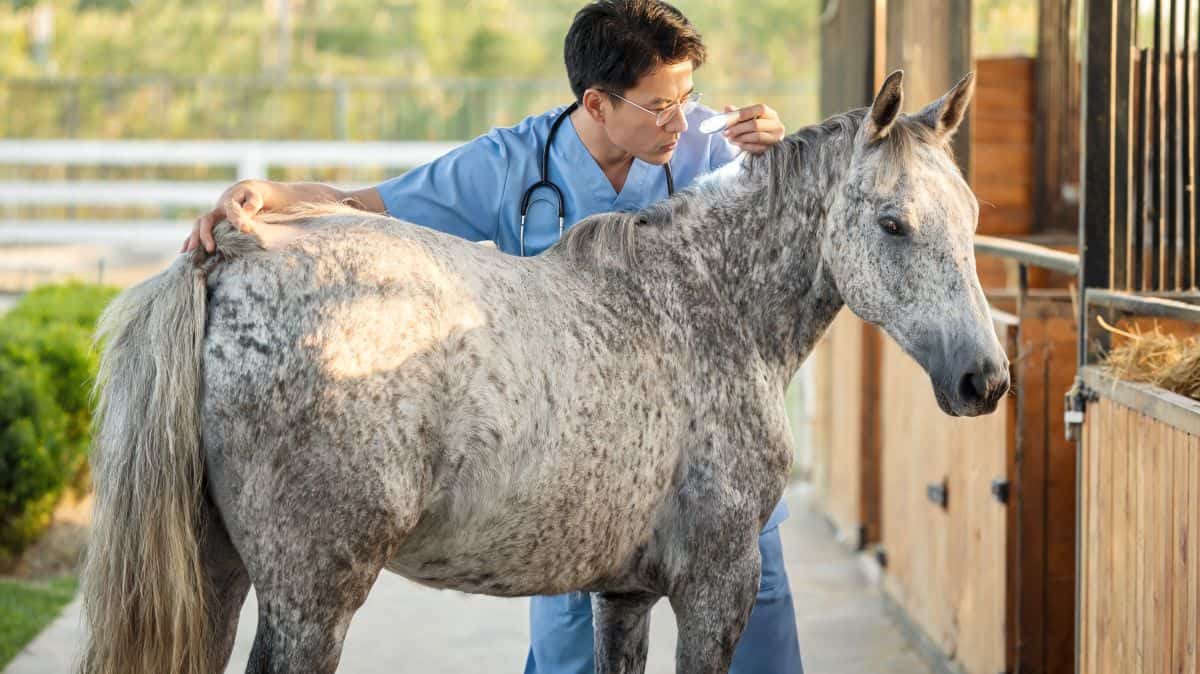 Quels sont les symptômes d'une tumeur chez un cheval ?