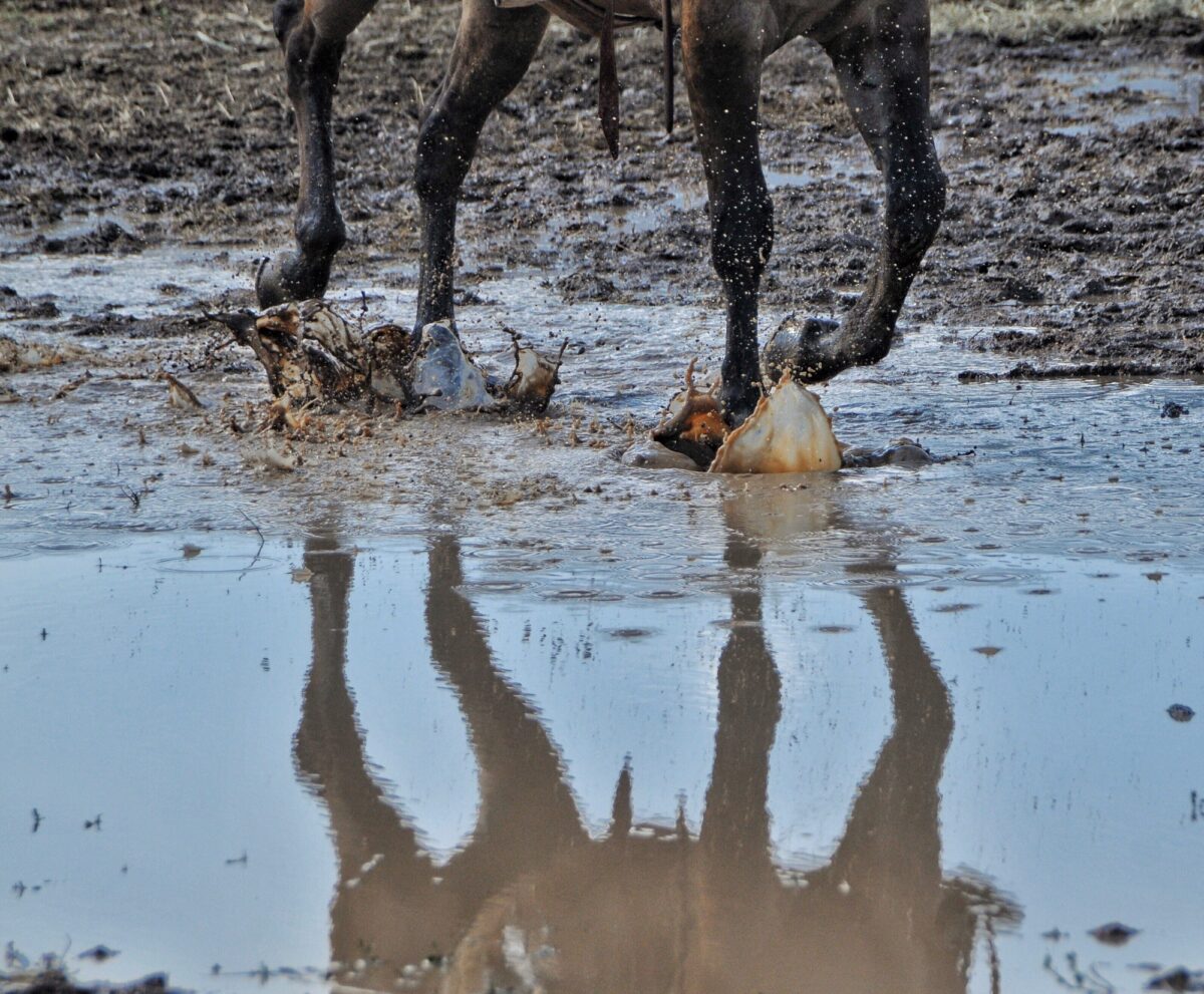 Réflexion sur le cheval dans la flaque de boue du rodéo