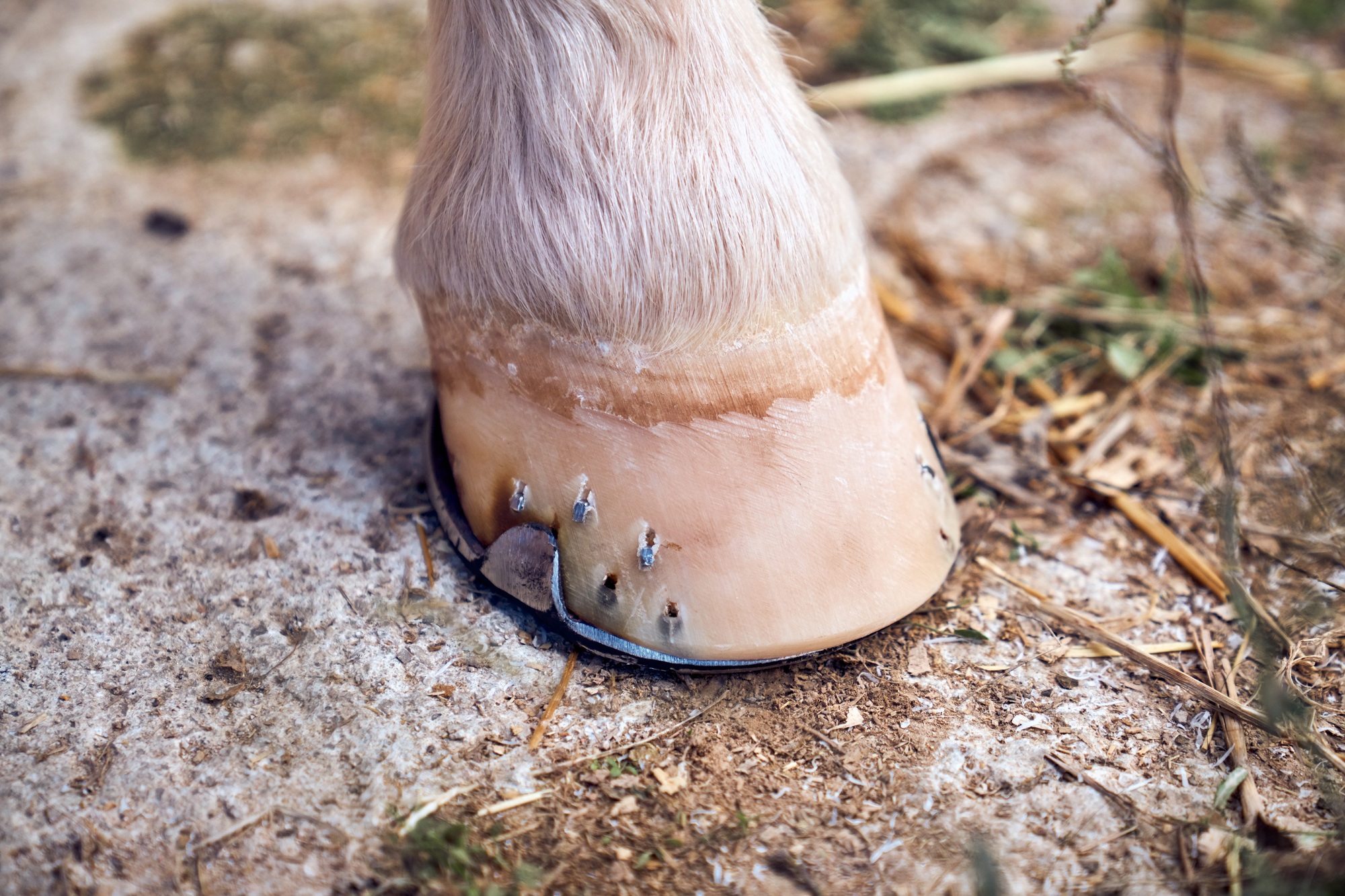 Tête de cheval